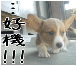 MIEDOG Welsh Corgi Cardigan sticker 1 sticker #14031721