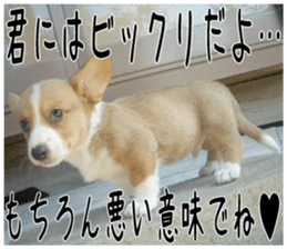 MIEDOG Welsh Corgi Cardigan sticker 1 sticker #14031722