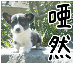MIEDOG Welsh Corgi Cardigan sticker 1 sticker #14031723
