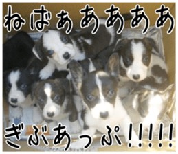 MIEDOG Welsh Corgi Cardigan sticker 1 sticker #14031727