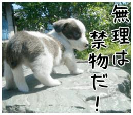 MIEDOG Welsh Corgi Cardigan sticker 1 sticker #14031732