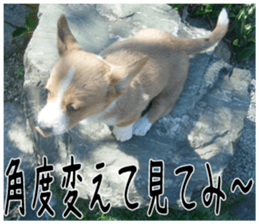 MIEDOG Welsh Corgi Cardigan sticker 1 sticker #14031734