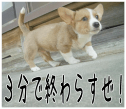 MIEDOG Welsh Corgi Cardigan sticker 1 sticker #14031735