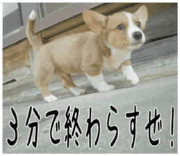 MIEDOG Welsh Corgi Cardigan sticker 1 sticker #14031735