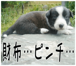 MIEDOG Welsh Corgi Cardigan sticker 1 sticker #14031736