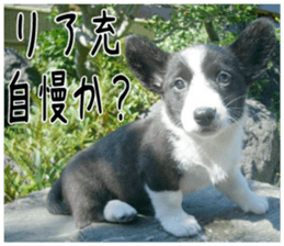 MIEDOG Welsh Corgi Cardigan sticker 1 sticker #14031740