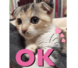 Calico cat MOMO3 sticker #14031743