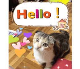 Calico cat MOMO3 sticker #14031746