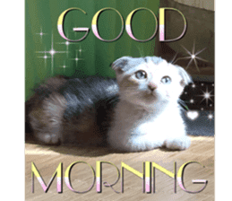 Calico cat MOMO3 sticker #14031747