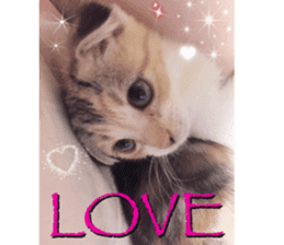 Calico cat MOMO3 sticker #14031749