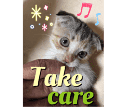Calico cat MOMO3 sticker #14031754