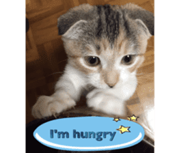Calico cat MOMO3 sticker #14031761