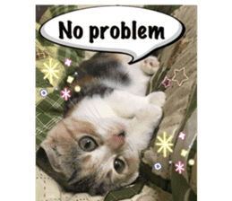 Calico cat MOMO3 sticker #14031768