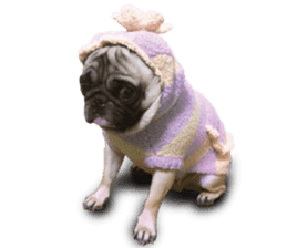 Dog Pug Sakura sticker #14032150