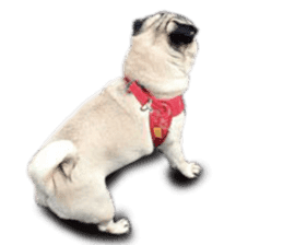 Dog Pug Sakura sticker #14032151