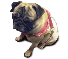 Dog Pug Sakura sticker #14032152