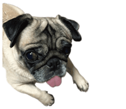 Dog Pug Sakura sticker #14032153