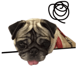 Dog Pug Sakura sticker #14032154