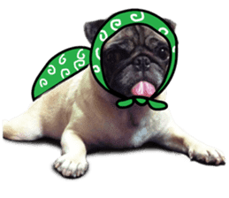 Dog Pug Sakura sticker #14032155