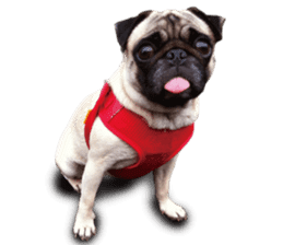 Dog Pug Sakura sticker #14032157