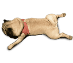 Dog Pug Sakura sticker #14032158
