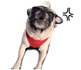Dog Pug Sakura sticker #14032162