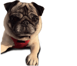 Dog Pug Sakura sticker #14032163