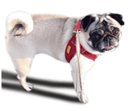 Dog Pug Sakura sticker #14032165