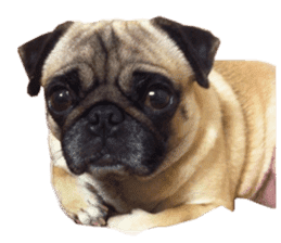 Dog Pug Sakura sticker #14032166