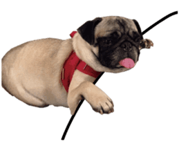 Dog Pug Sakura sticker #14032167