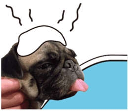 Dog Pug Sakura sticker #14032172