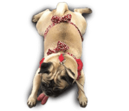 Dog Pug Sakura sticker #14032173