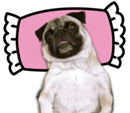Dog Pug Sakura sticker #14032175