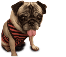 Dog Pug Sakura sticker #14032177