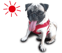 Dog Pug Sakura sticker #14032178