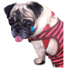 Dog Pug Sakura sticker #14032179