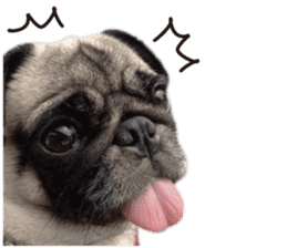 Dog Pug Sakura sticker #14032184