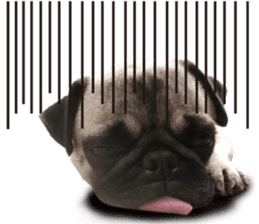 Dog Pug Sakura sticker #14032185