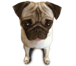 Dog Pug Sakura sticker #14032187