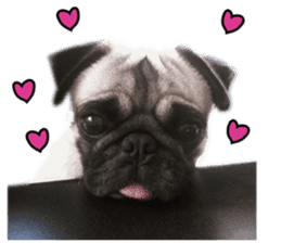 Dog Pug Sakura sticker #14032188