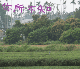 Green and green landscape photos sticker #14032274