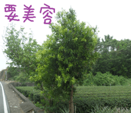 Green and green landscape photos sticker #14032276