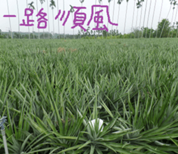 Green and green landscape photos sticker #14032277