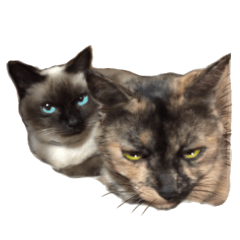 An unfriendly cat's