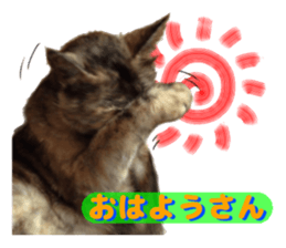 An unfriendly cat's sticker #14033486