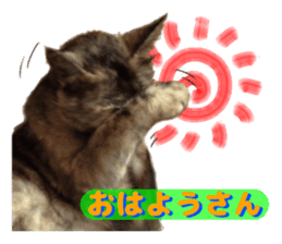 An unfriendly cat's sticker #14033486