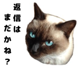 An unfriendly cat's sticker #14033487