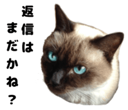 An unfriendly cat's sticker #14033487