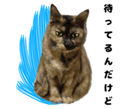 An unfriendly cat's sticker #14033488
