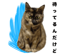 An unfriendly cat's sticker #14033488